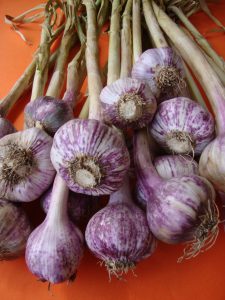 fresh purple organic garlic bulbs