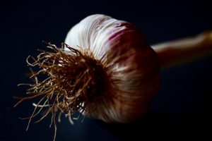 a bulb of freshly grown garlic