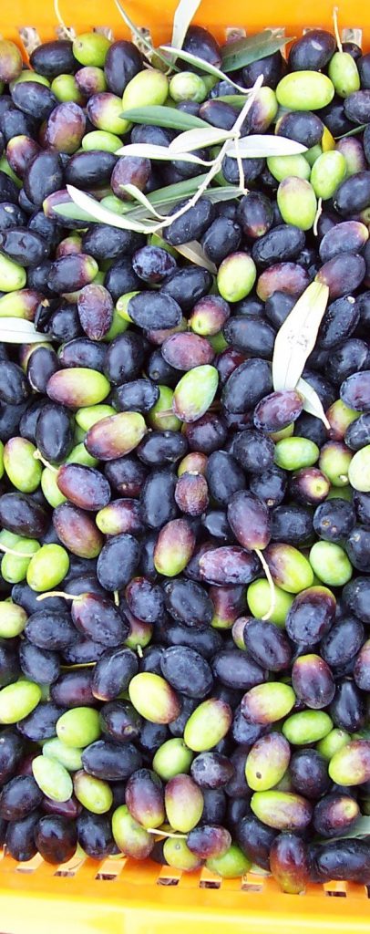 Patrice Newells freshly harvested olives