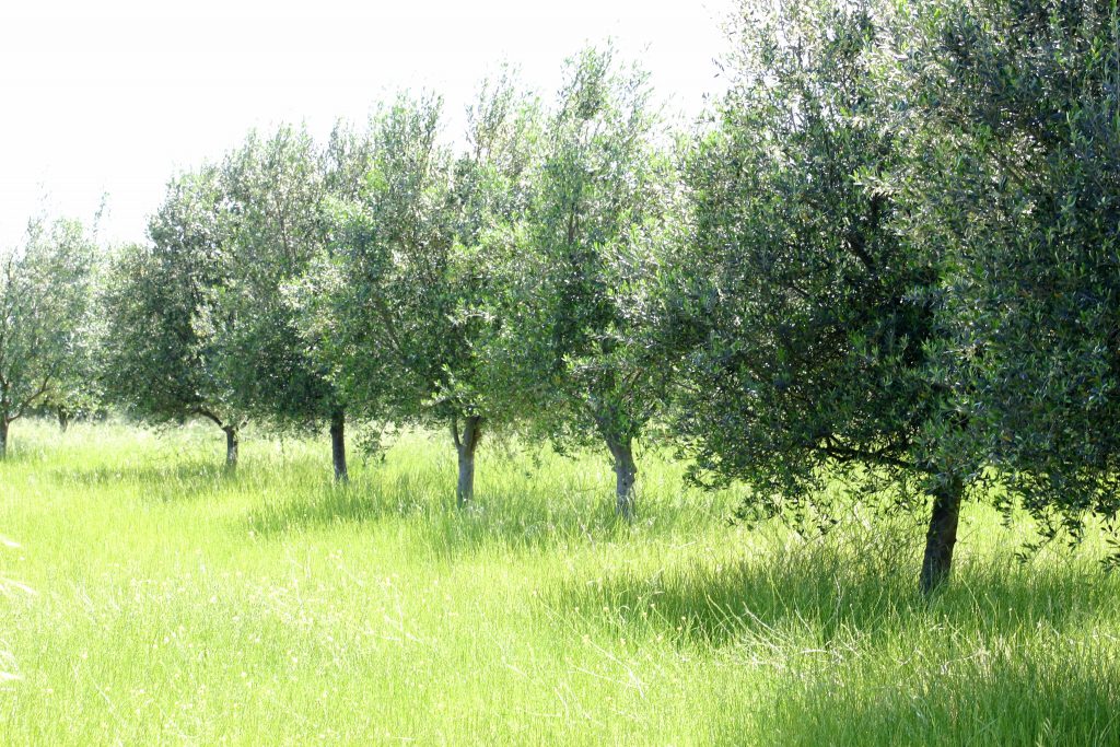 organic olive oil trees